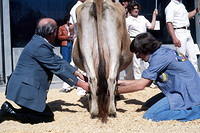 Cow Milking Contest: Fred Peterson vs. Randy