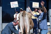 Cow Milking Contest: Fred Peterson vs. Randy