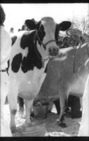 got milk yet?