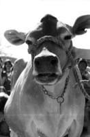 Geez Peterson....no more ice drinks before milking!!